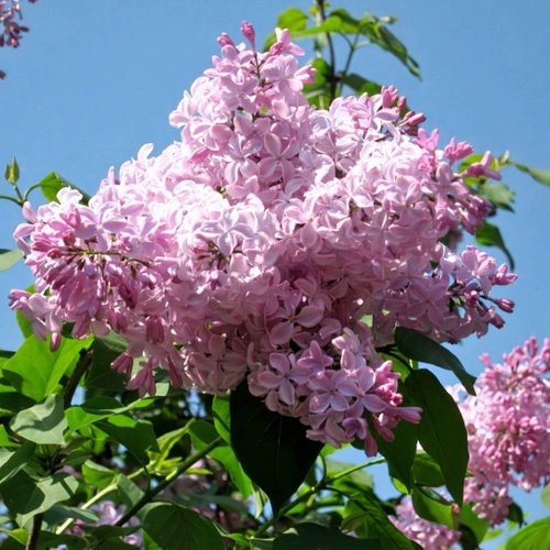 Сирень БУФФОН в Кемерово