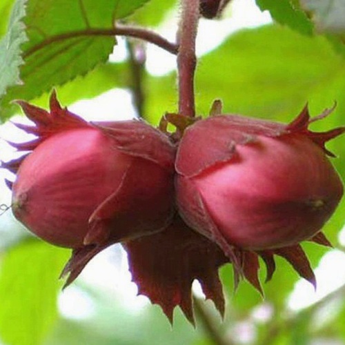 Фундук АЙВЕНГО в Кемерово