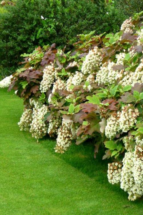 дуболистная гортензия в саду.jpg