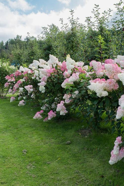 гортензии озеленение .jpeg