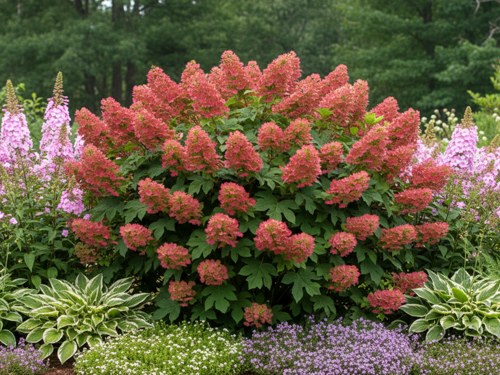 дуболистная гортензия.jpg