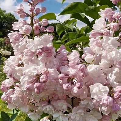 Сирень КРАСАВИЦА МОСКВЫ (привитая) в Кемерово