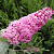 Буддлея давида ПИНК ДЕЛАЙТ в Кемерово
