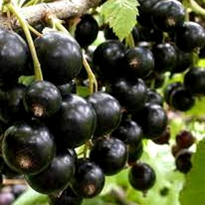 Смородина черная ОРЛОВСКИЙ ВАЛЬС в Кемерово