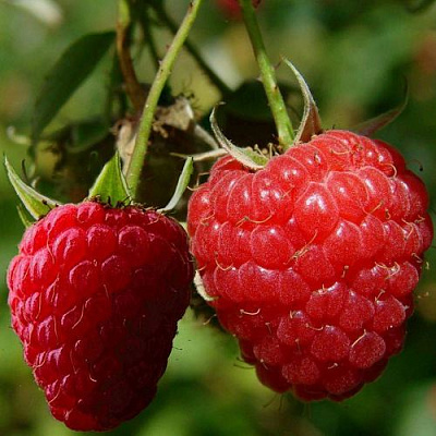 Кустовая в Кемерово