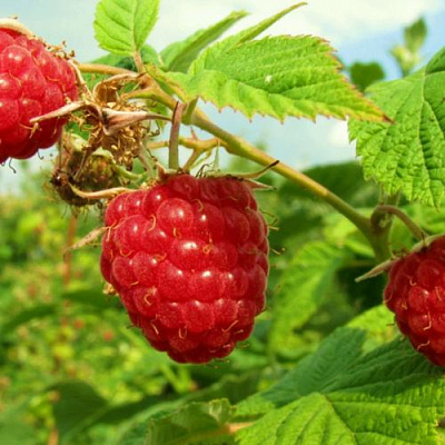 Бесшипная в Кемерово