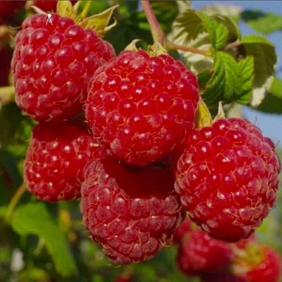 Ранняя в Кемерово