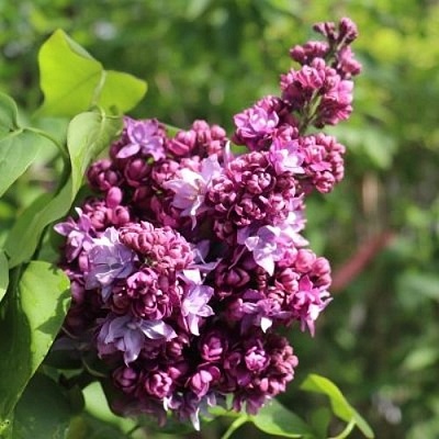 Сирень МАРШАЛ МАЛИНОВСКИЙ в Кемерово