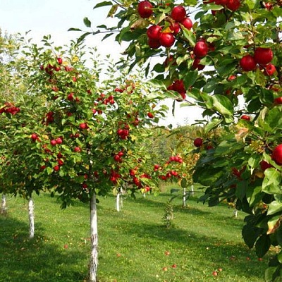 Плодовые деревья в Кемерово