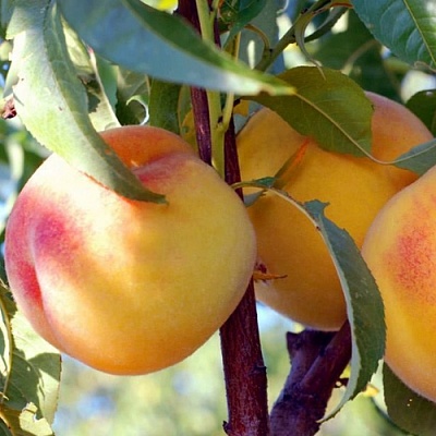 Персики в Кемерово