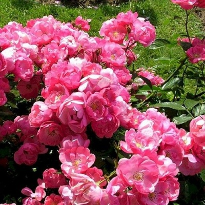 Роза АНГЕЛА флорибунда в Кемерово