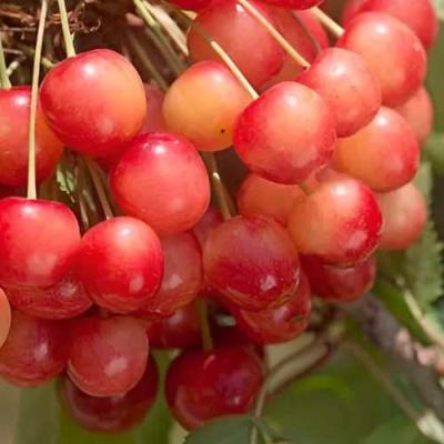Черешня ЮЛИЯ в Кемерово