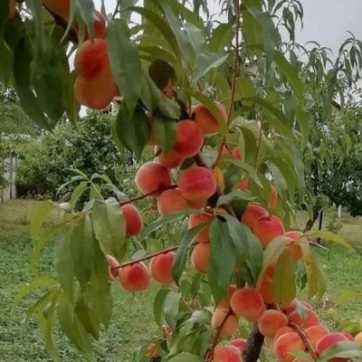 Персик ВУЛКАН в Кемерово