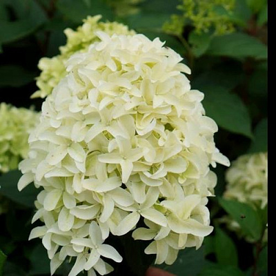 Средняя в Кемерово