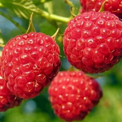 Поздняя в Кемерово