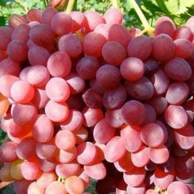 Виноград КИШМИШ КРАСНЫЙ в Кемерово