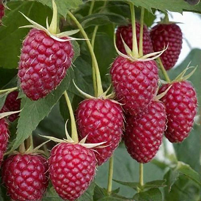 Высокая в Кемерово