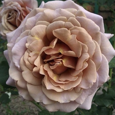 Роза КОКО ЛОКО флорибунда  в Кемерово