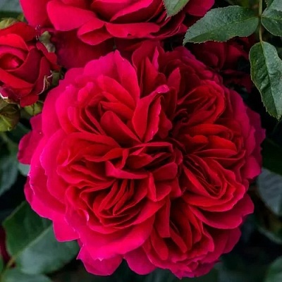 Роза СОУЛ шраб  в Кемерово