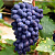 виноград кодрянка