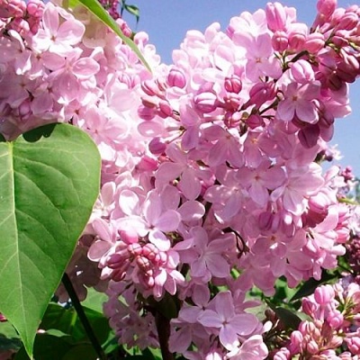 Сирень АДЕЛИНА в Кемерово