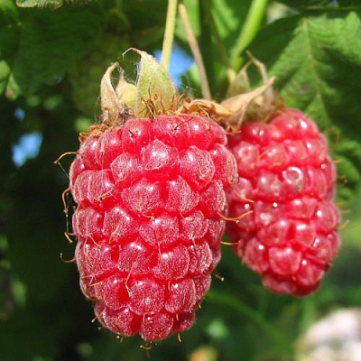 Крупная в Кемерово