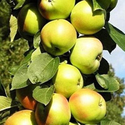 Яблоня БОЛЕРО колонновидная в Кемерово
