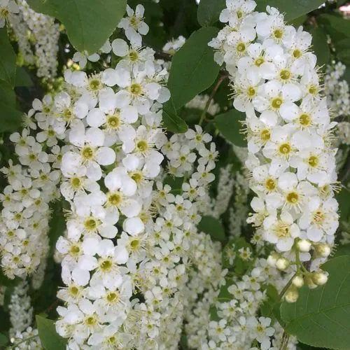 Черемуха САМОПЛОДНАЯ в Кемерово