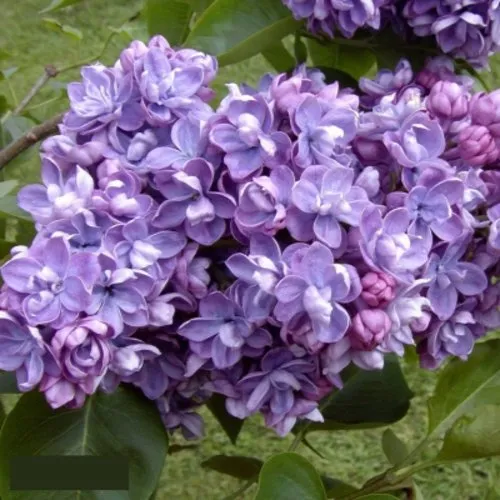 Сирень АМИ ШОТТ в Кемерово