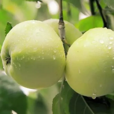 Саженцы яблони оптом в Кемерово