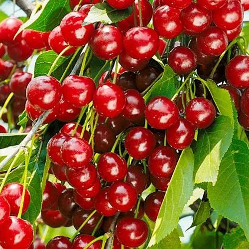 Вишня БРУСНИЦЫНА степная в Кемерово