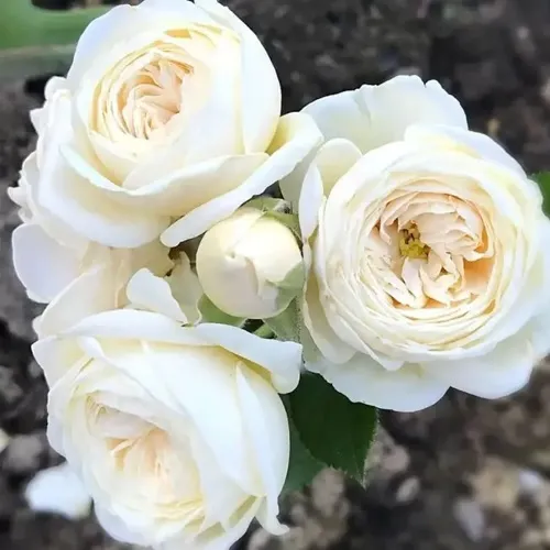 Роза АРТЕМИС шраб в Кемерово
