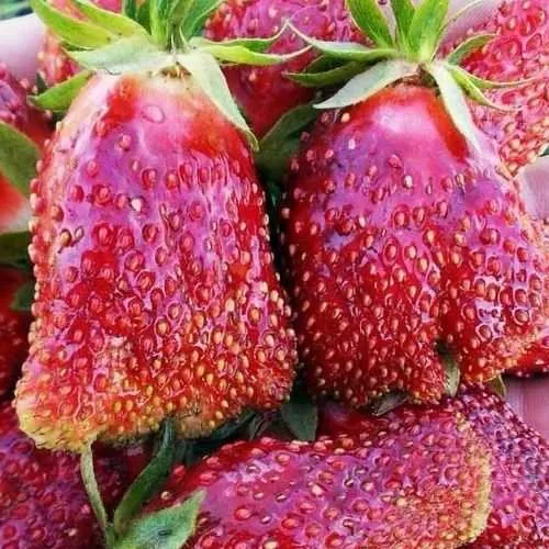 Клубника КУПЧИХА в Кемерово
