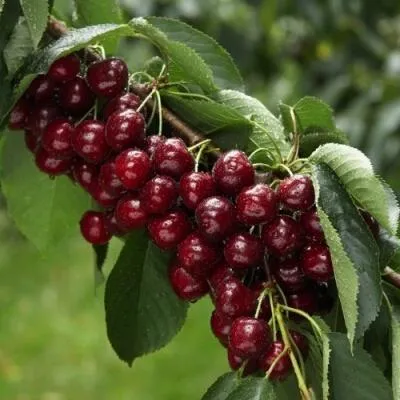 Саженцы вишни оптом в Кемерово