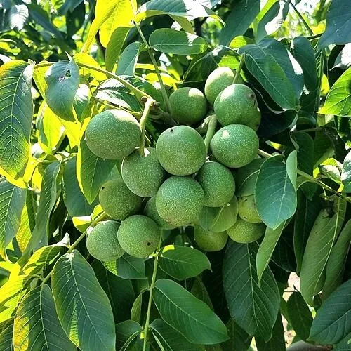 Грецкий орех  ИЗЯЩНЫЙ в Кемерово